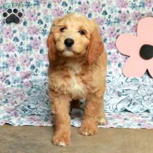 Cinnamon, Saint Berdoodle Puppy
