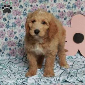 Cinnamon, Saint Berdoodle Puppy