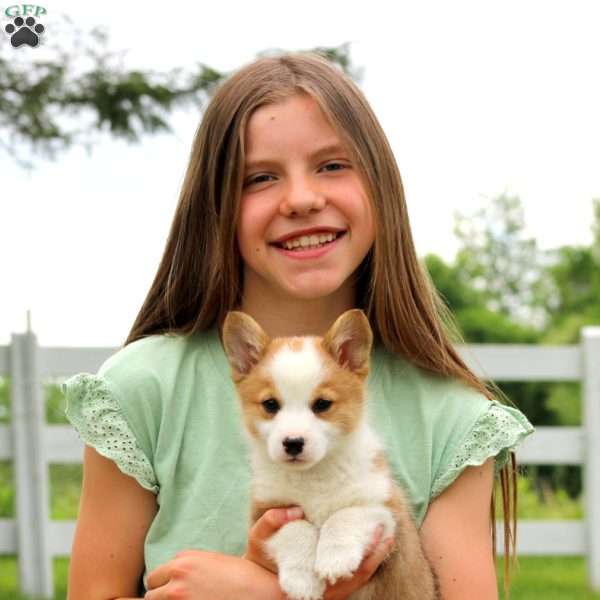 Cinnamon, Pembroke Welsh Corgi Puppy
