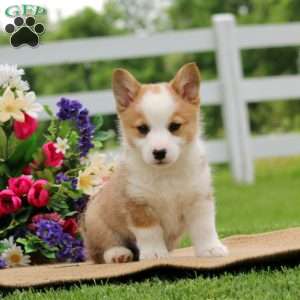 Cinnamon, Pembroke Welsh Corgi Puppy