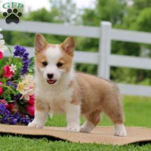 Cinnamon, Pembroke Welsh Corgi Puppy