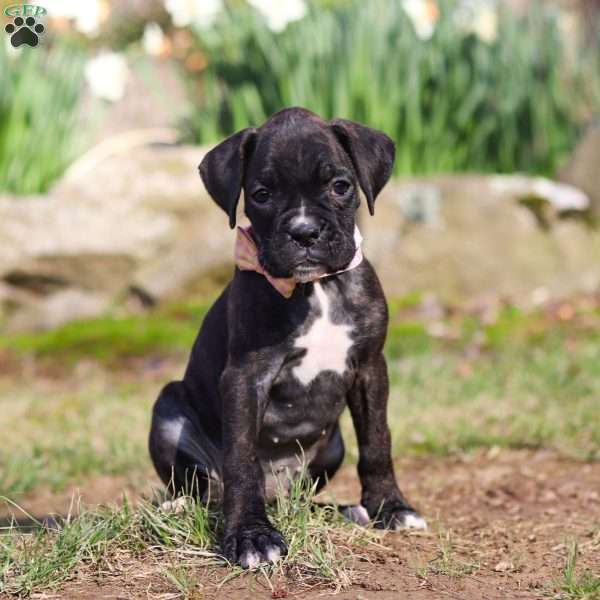 Claire, Boxer Puppy