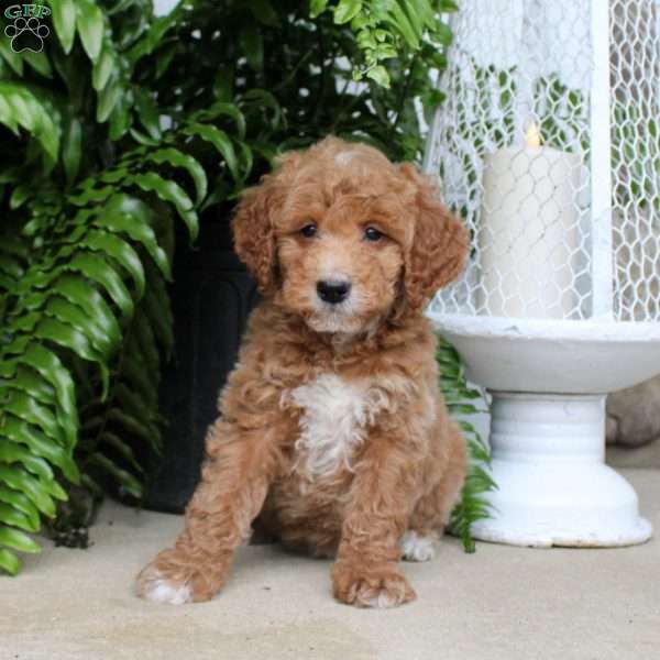 Clara, Mini Goldendoodle Puppy