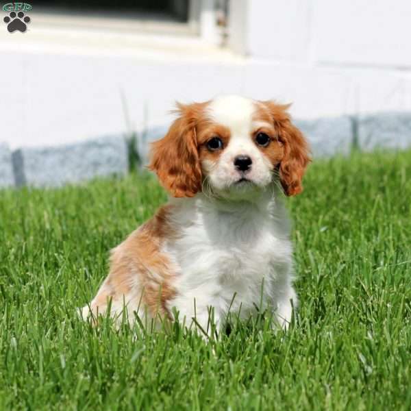 Class, Cavalier King Charles Spaniel Puppy