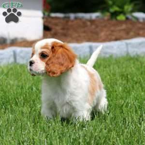 Class, Cavalier King Charles Spaniel Puppy