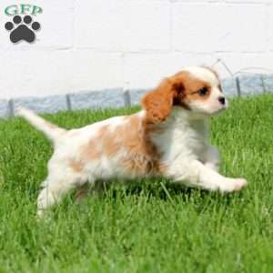 Class, Cavalier King Charles Spaniel Puppy