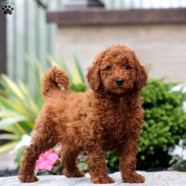 Classy, Miniature Poodle Puppy