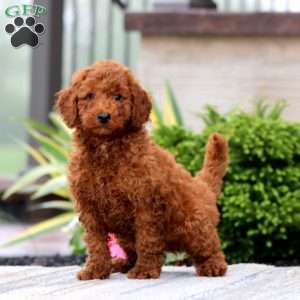 Classy, Miniature Poodle Puppy