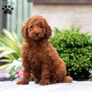 Classy, Miniature Poodle Puppy