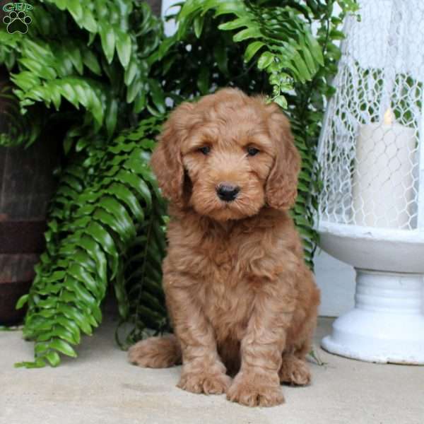 Clay, Mini Goldendoodle Puppy