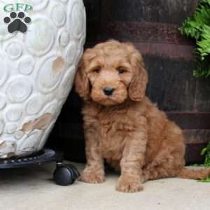 Clay, Mini Goldendoodle Puppy