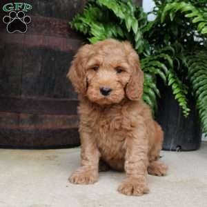 Clay, Mini Goldendoodle Puppy