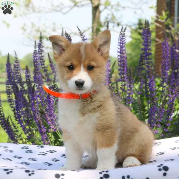 Clemintine, Pembroke Welsh Corgi Puppy