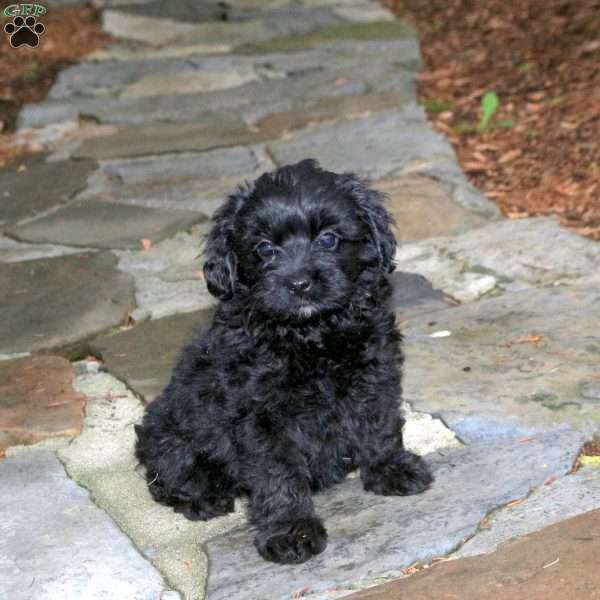 Clemintine, Pomapoo Puppy