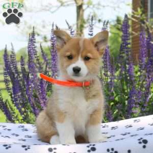 Clemintine, Pembroke Welsh Corgi Puppy