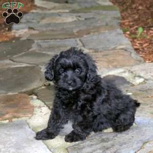 Clemintine, Pomapoo Puppy