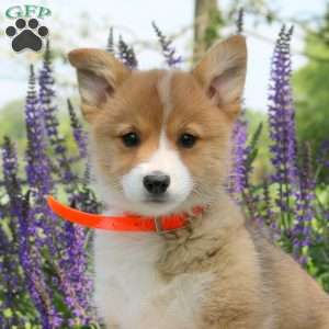 Clemintine, Pembroke Welsh Corgi Puppy