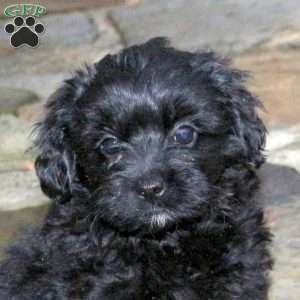 Clemintine, Pomapoo Puppy