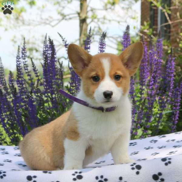 Cleo, Pembroke Welsh Corgi Puppy