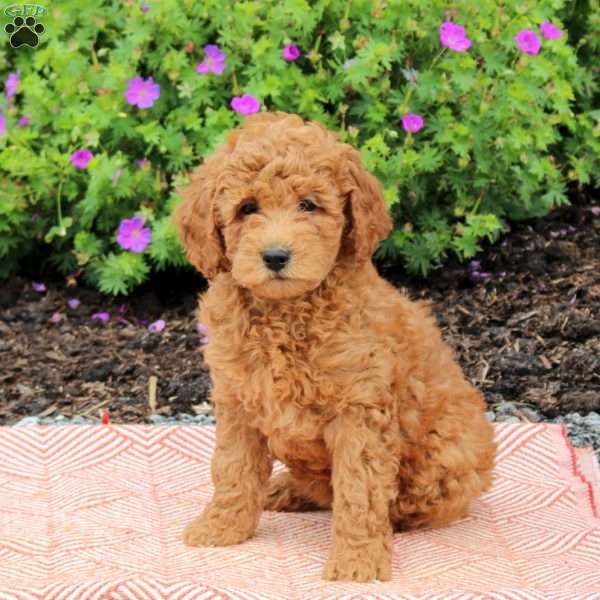 Cleo, Mini Goldendoodle Puppy
