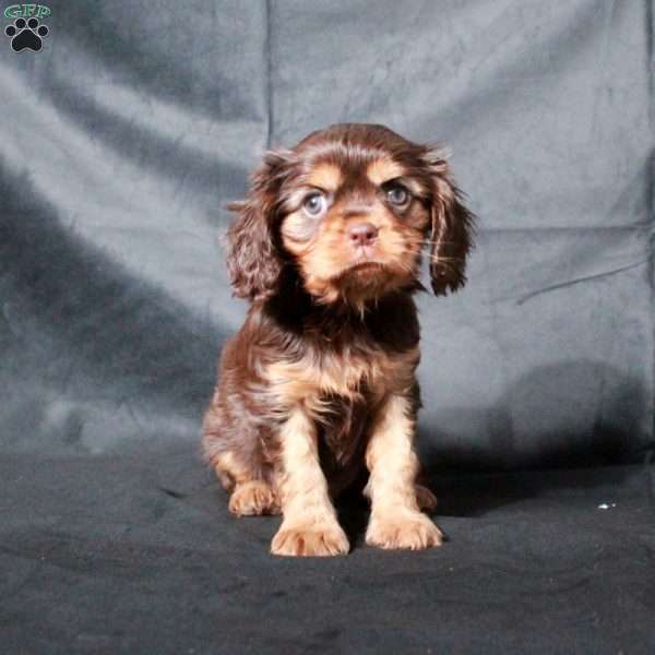 Cleo, Cavalier King Charles Spaniel Puppy