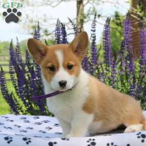 Cleo, Pembroke Welsh Corgi Puppy