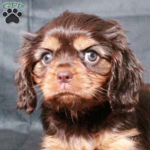 Cleo, Cavalier King Charles Spaniel Puppy