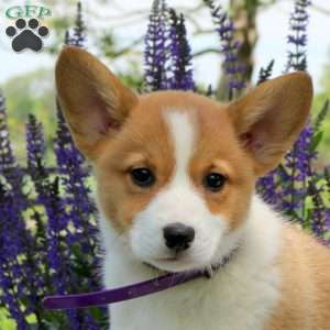 Cleo, Pembroke Welsh Corgi Puppy