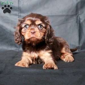 Cleo, Cavalier King Charles Spaniel Puppy