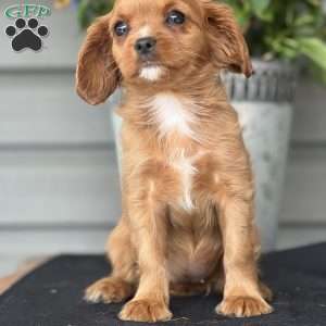 Cleo, Cavapoo Puppy