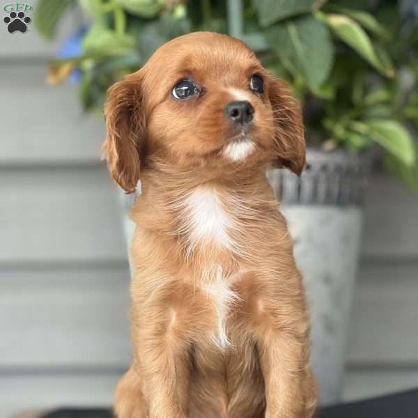 Cleo, Cavapoo Puppy