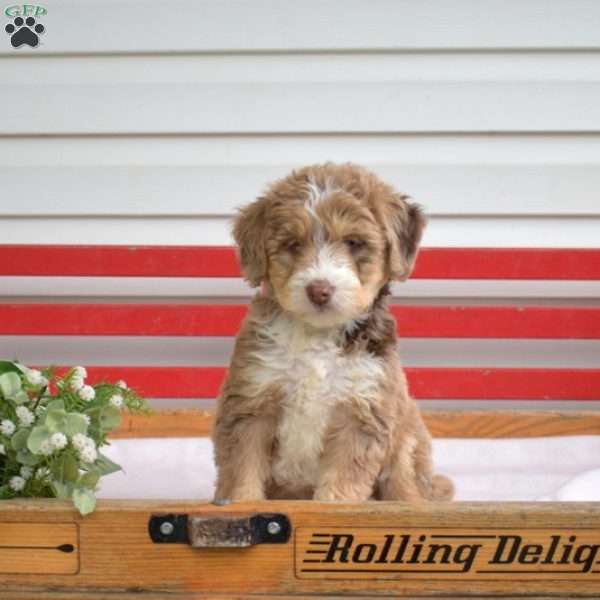 Clifford, Mini Bernedoodle Puppy