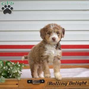 Clifford, Mini Bernedoodle Puppy