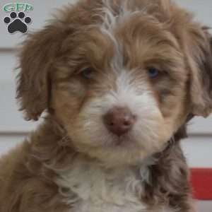 Clifford, Mini Bernedoodle Puppy