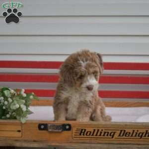 Clifford, Mini Bernedoodle Puppy