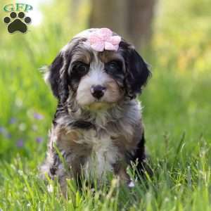 Clover, Cavapoo Puppy