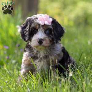 Clover, Cavapoo Puppy