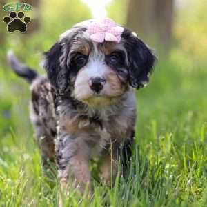 Clover, Cavapoo Puppy