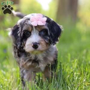 Clover, Cavapoo Puppy