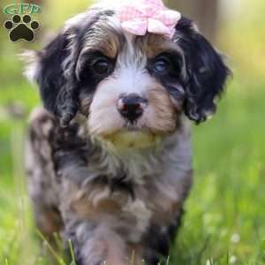 Clover, Cavapoo Puppy