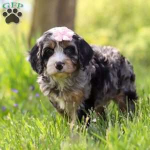 Clover, Cavapoo Puppy