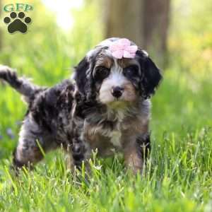 Clover, Cavapoo Puppy