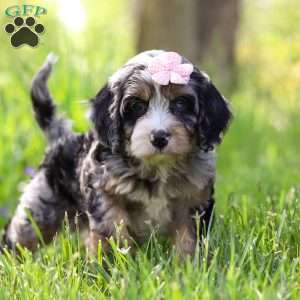 Clover, Cavapoo Puppy