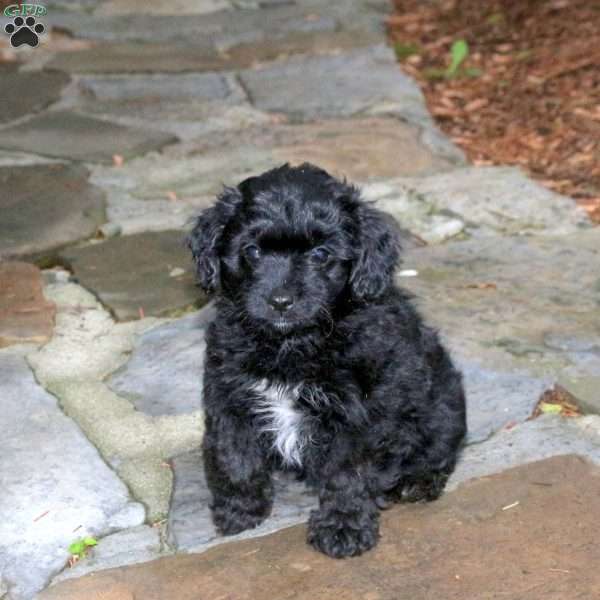 Clover, Pomapoo Puppy