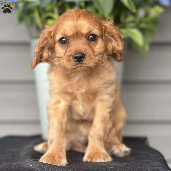 Clover, Cavapoo Puppy