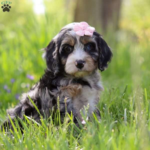 Clover, Cavapoo Puppy