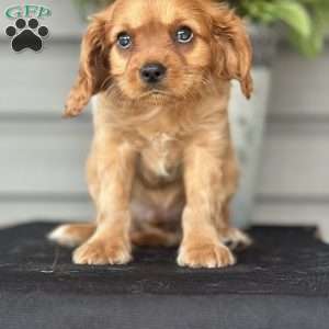 Clover, Cavapoo Puppy