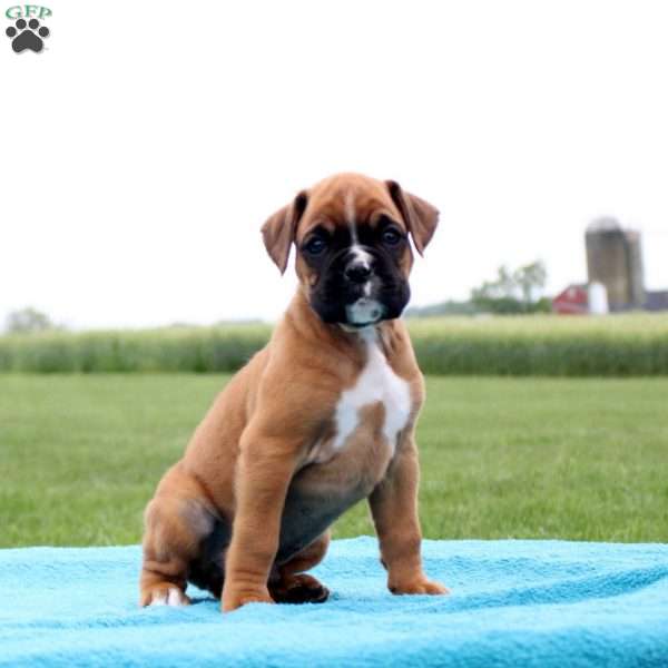 Coca-Cola, Boxer Puppy