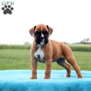 Coca-Cola, Boxer Puppy