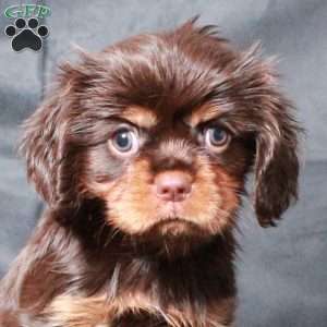 Coco, Cavalier King Charles Spaniel Puppy